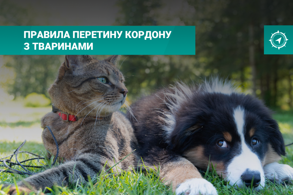Перетин кордону з тваринами та оформлення квитків